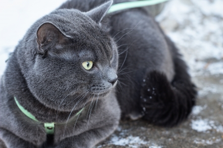 russian blue cat outdoors in harness, selective focusの写真素材