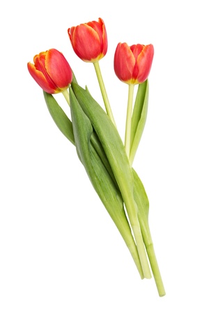 three beautiful tulips, isolated on white backgroundの写真素材