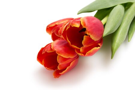 three beautiful tulips, isolated on white backgroundの写真素材