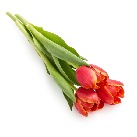 three beautiful tulips, isolated on white backgroundの写真素材