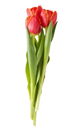 three beautiful tulips, isolated on white backgroundの写真素材