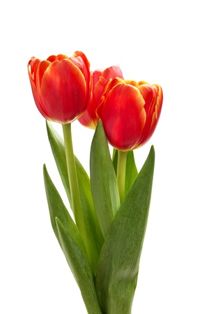 three beautiful tulips, isolated on white backgroundの写真素材