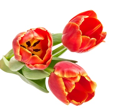 three beautiful tulips, isolated on white backgroundの写真素材