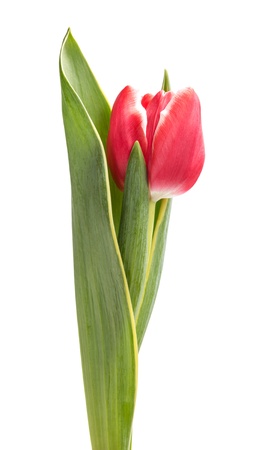 beautiful single tulip, isolated on white backgroundの写真素材