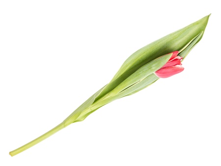 beautiful single tulip, isolated on white backgroundの写真素材