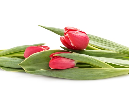 three beautiful tulips, isolated on white backgroundの写真素材