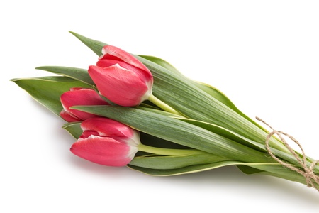 three beautiful tulips, isolated on white backgroundの写真素材
