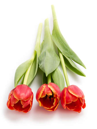 three beautiful tulips, isolated on white backgroundの写真素材