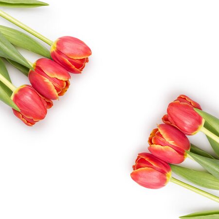 beautiful tulips template, isolated on white backgroundの写真素材