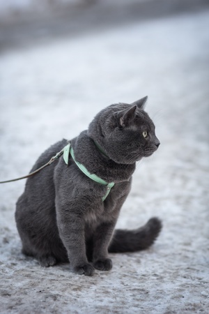 portrait of russian blue cat outdoor, in harness selective focusの写真素材