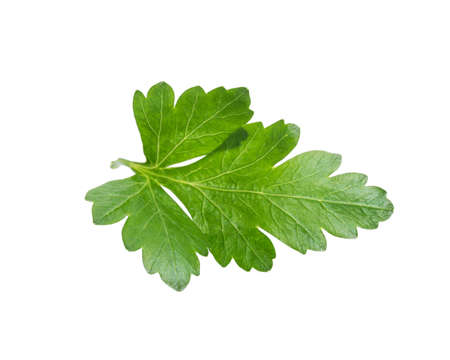 single parsley leaf, isolated on white backgroundの写真素材