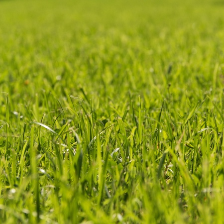 fresh green grass under sun light, selective focusの写真素材