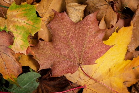 close up shot of autumn sidewalk, fall backgroundの写真素材