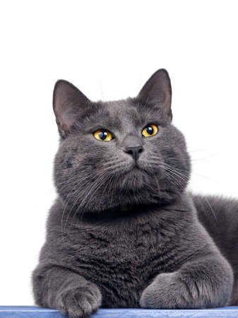 British shorthair cute cat sitting on wooden plank, isolatedの写真素材