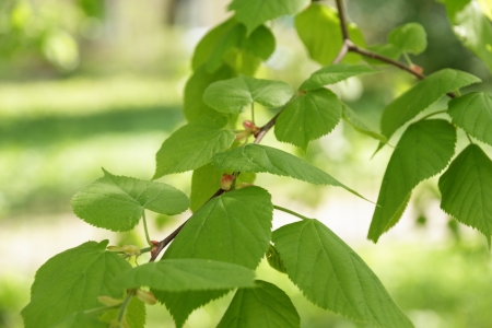 freash linden leaves, spring summer backgroundの写真素材