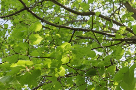 freash linden leaves, spring summer backgroundの写真素材