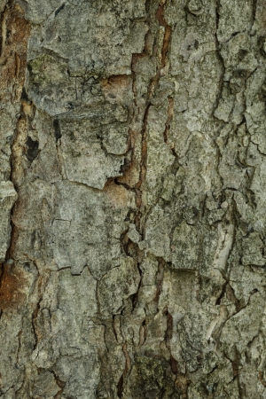 larch bark background, green cast colorの写真素材