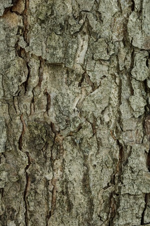larch bark background, green cast colorの写真素材