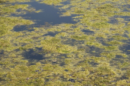 dirty blooming water, ecology theme backgroundの写真素材