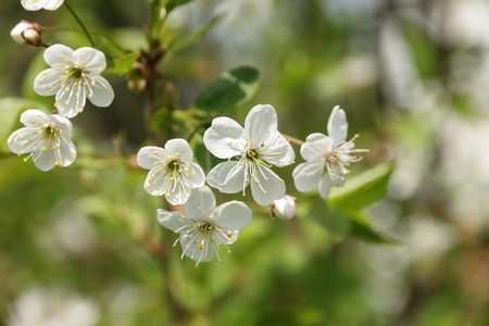 blossom cherry bush close up, spring timeの写真素材