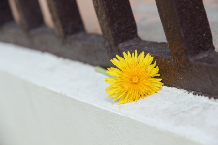 yellow dandelion on balcony floor, selective focusの写真素材