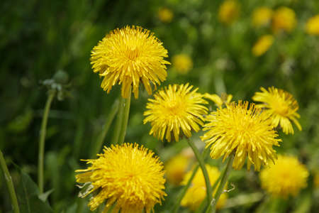 dandelion blossom on the field, close upの写真素材