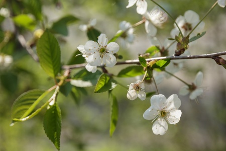 blossom cherry bush close up, spring timeの写真素材