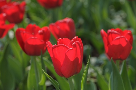 blooming tolips on the meadow, close upの写真素材