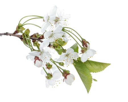 blossom cherry branch, isolated on white backgroundの写真素材