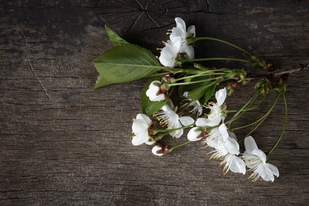 blossom cherry branch on wooden plank, backgroundの写真素材