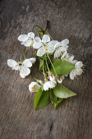 blossom cherry branch on wooden plank, backgroundの写真素材