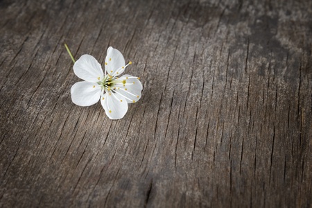 blossom cherry flower on wooden plank, backgroundの写真素材