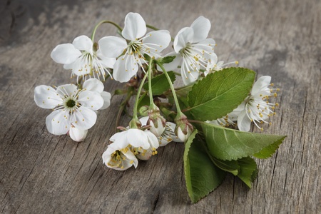 blossom cherry branch on wooden plank, backgroundの写真素材