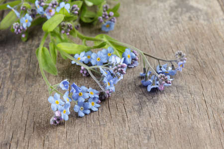 forget-me-nots on wooden table, rustic styleの写真素材