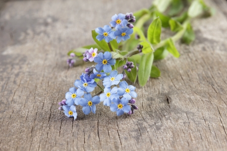 forget-me-nots on wooden table, rustic styleの写真素材