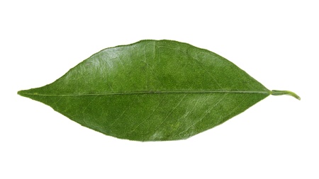leaf of orange, isolated on white backgroundの写真素材