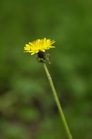 dandelion blossom on the field, close upの写真素材