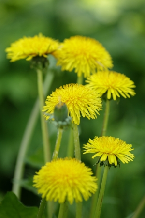 dandelion blossom on the field, close upの写真素材