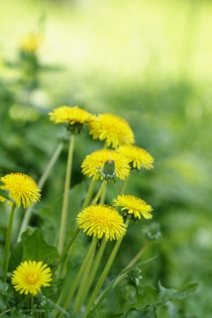 dandelion blossom on the field, selective focus has copy spaceの写真素材