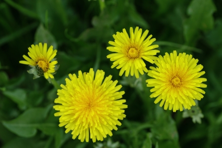 dandelion blossom on the field, close upの写真素材