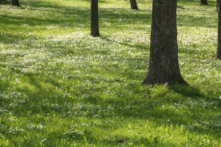 grassy field with trees, only tree trunk are visibleの写真素材
