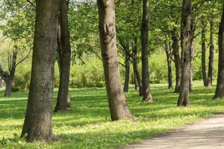 walkway in the suburb park, summer tranquilの写真素材