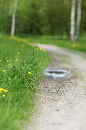 walkway in the park, focus on grass with dandelionsの写真素材