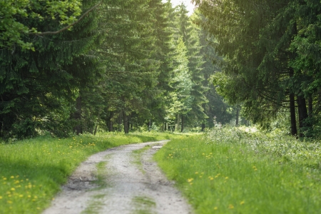 trail leads deep into the park, with fir treesの写真素材