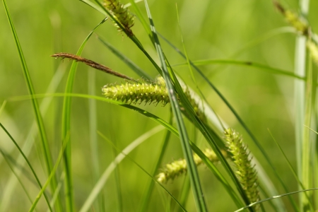 wild green wheat ears, close up photoの写真素材