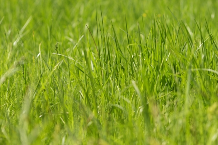 wild fresh grass on the field, close upの写真素材