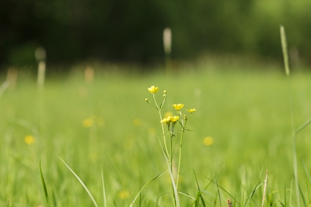 wild fresh grass on the field, close upの写真素材
