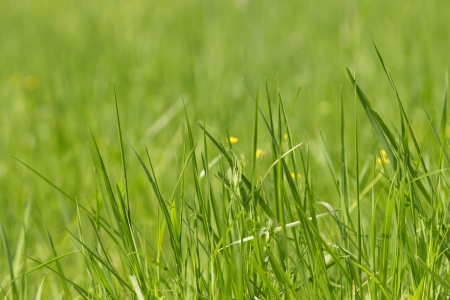wild fresh grass on the field, close upの写真素材