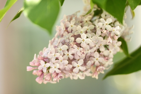 beautiful lilac flowers, light pink colorの写真素材