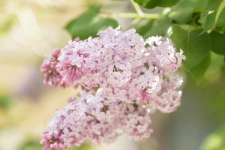 beautiful lilac flowers, light pink colorの写真素材